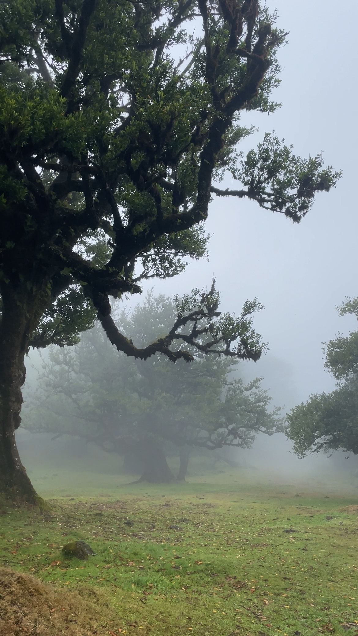 Madère forêt de Fanal
