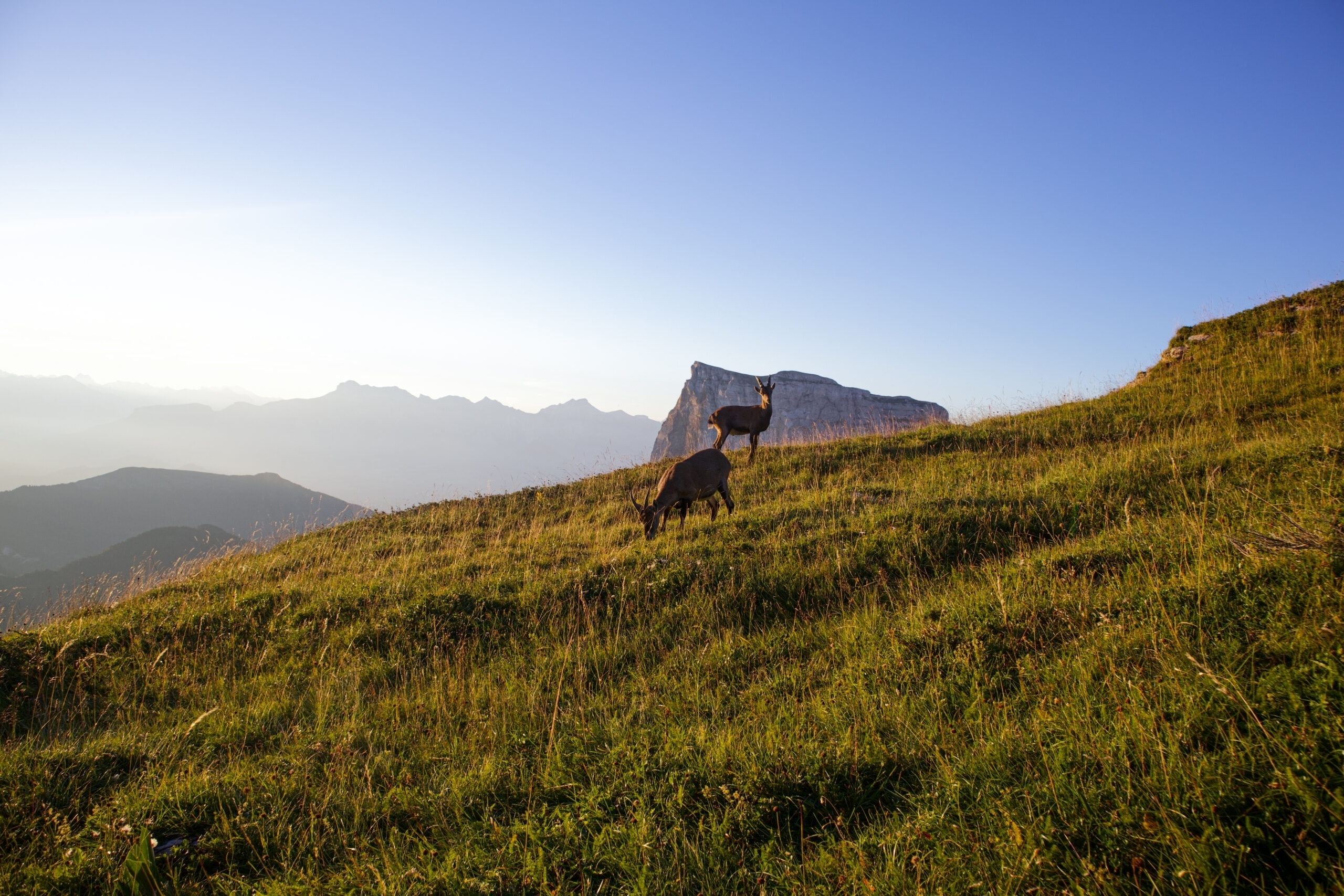 Trek Vercors bouquetins