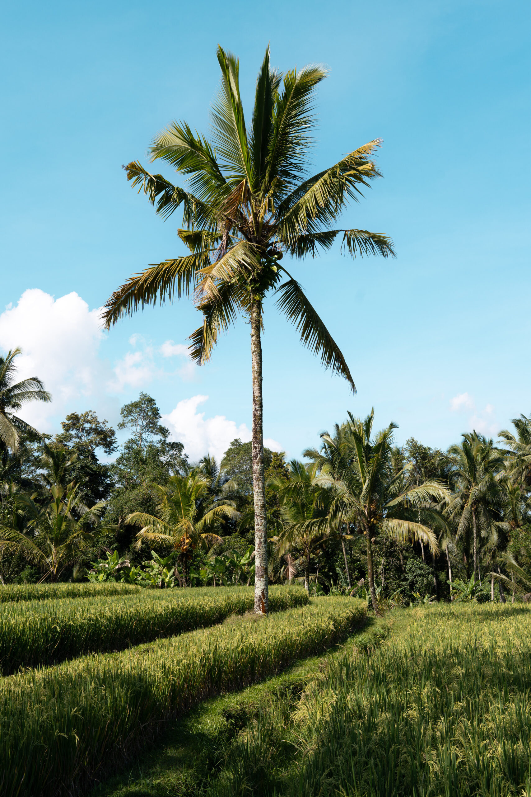 Rizières Bali